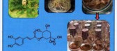 تکثیر درون شیشه ای و ارزیابی مواد موثره ی گیاه دارویی Ferula بر روی لاین های سلولی سرطانی