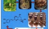 تکثیر درون شیشه ای و ارزیابی مواد موثره ی گیاه دارویی Ferula بر روی لاین های سلولی سرطانی